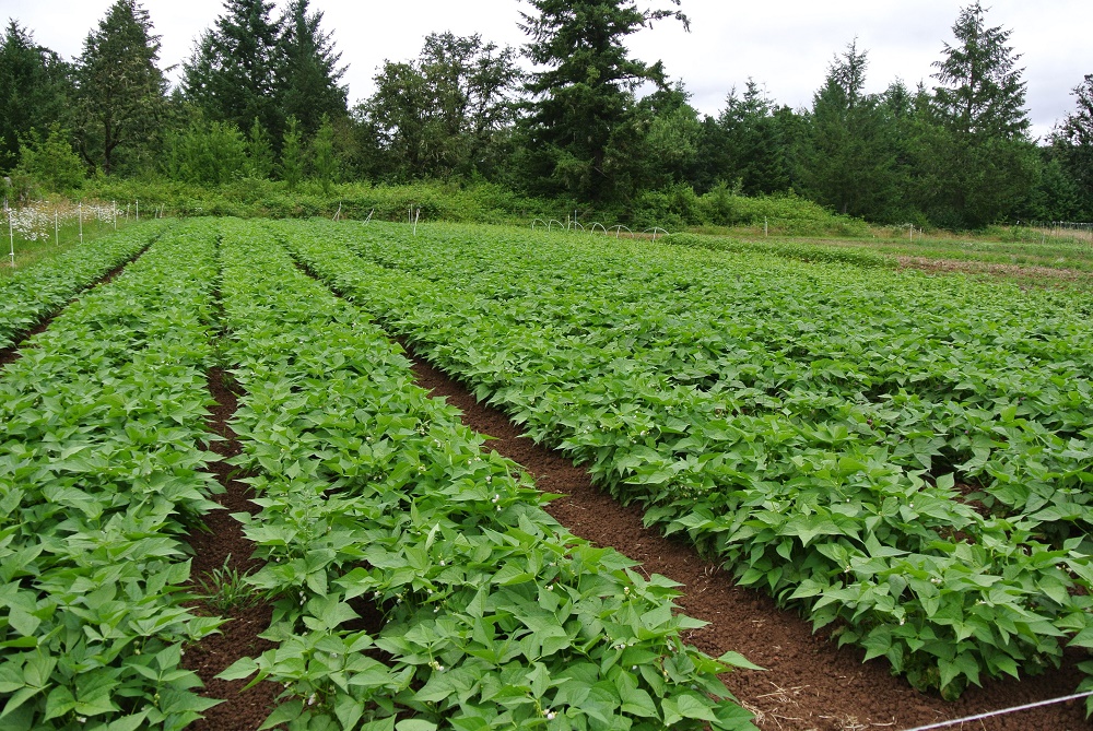 Beans Cultivation In Nigeria