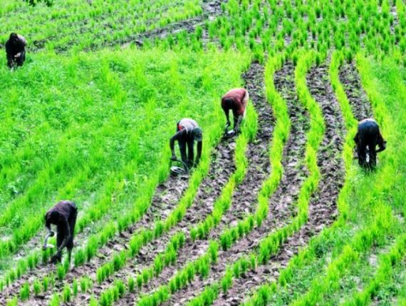 list-of-nigeria-agriculture-agencies